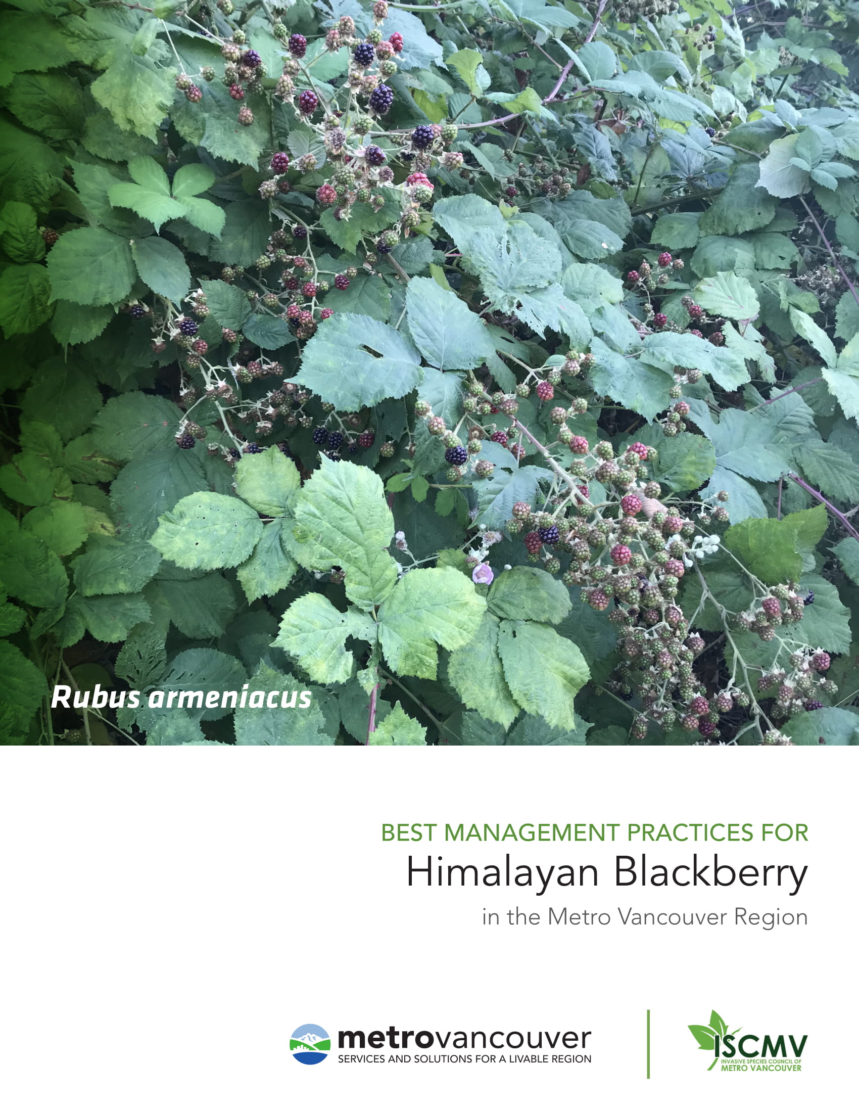 HimalayanBlackberryBMP-01