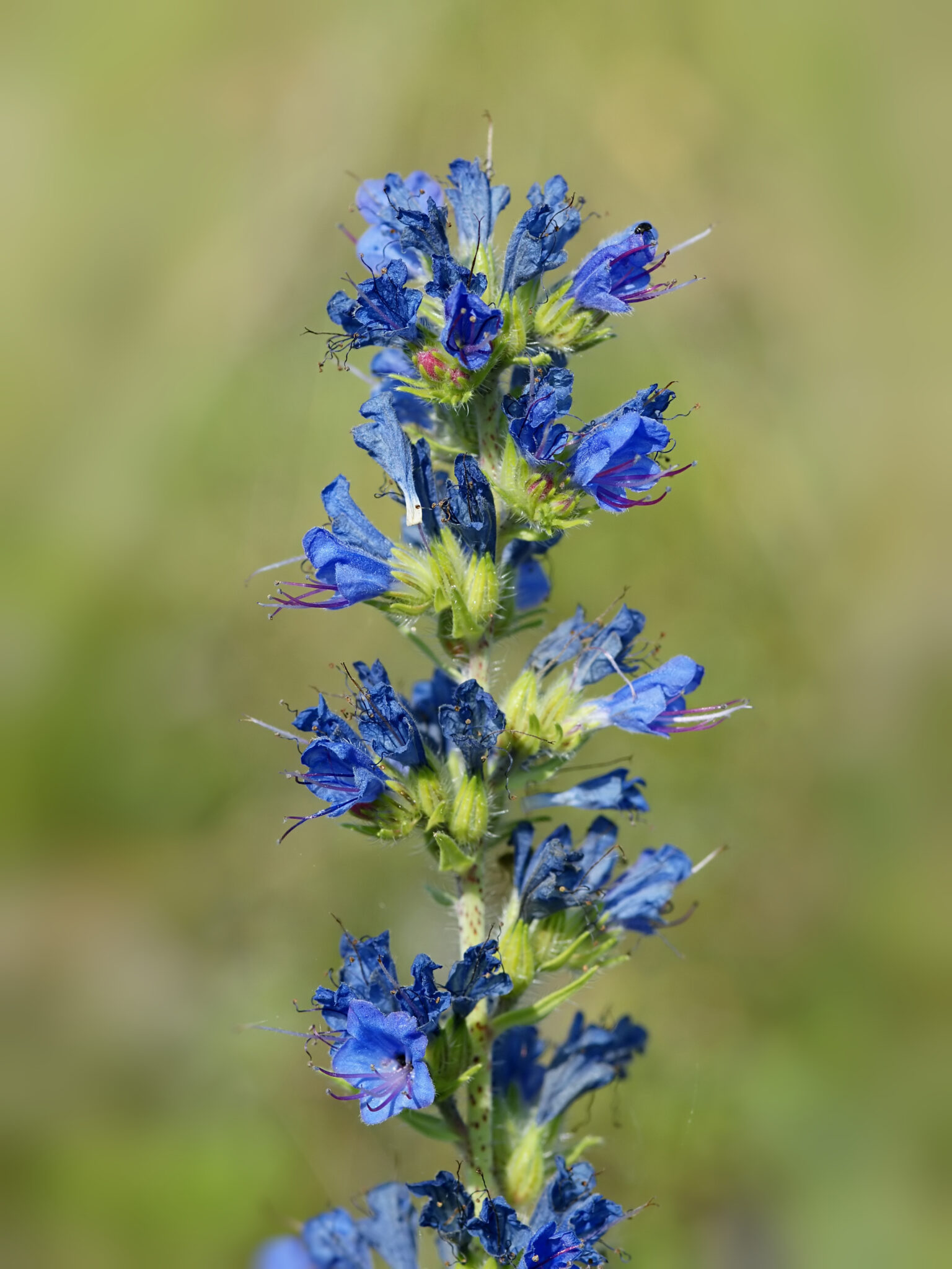 Echium_vulgare_flowers