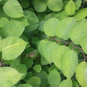 20170612_140051-300x300