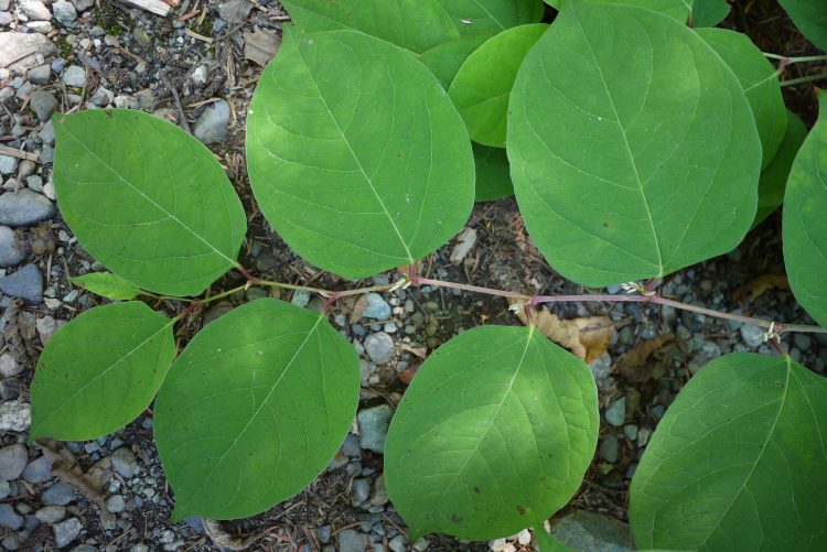 Japanese Knotweed – What a Difference!