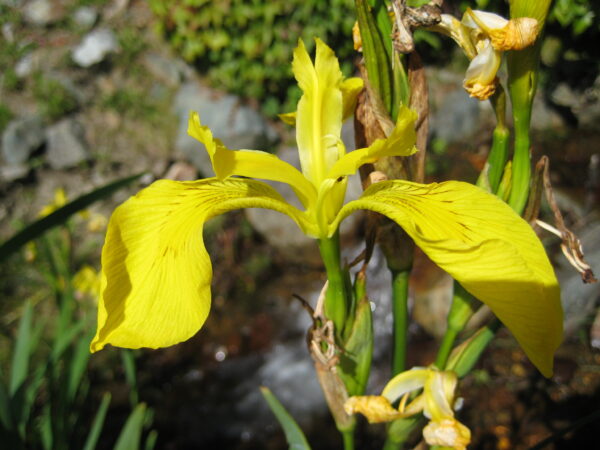 3.-Yellow-flag-iris-in-flower-1-600x450