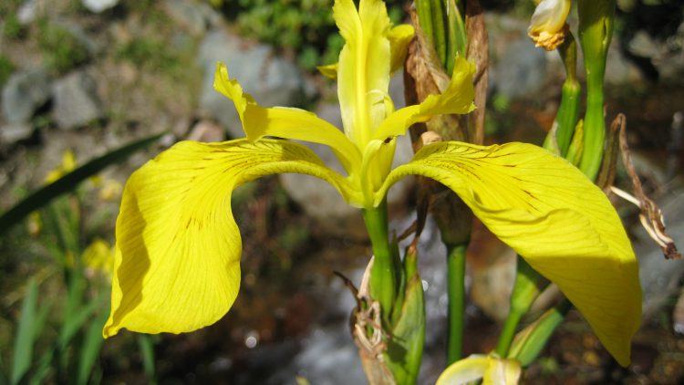 3.-Yellow-flag-iris-in-flower-1.jpg