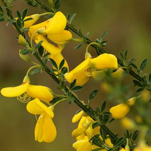 Scotch Broom Scotch Broom