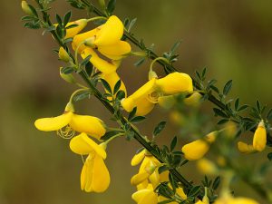 Scotch Broom