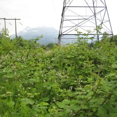 Himalayan Blackberry reduces biodiversity