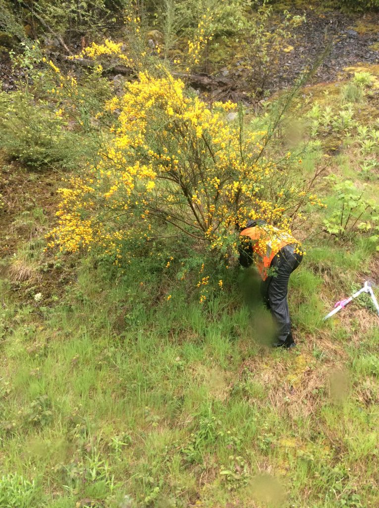 Scotch Broom Cytisus Scoparius