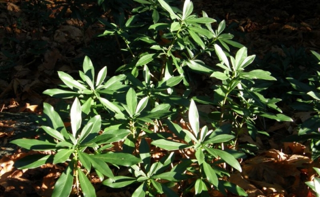 Spurge Laurel Bush