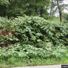Giant Knotweed, Photo Credit: L. Mehrhoff, University of Connecticut, Bugwood.org