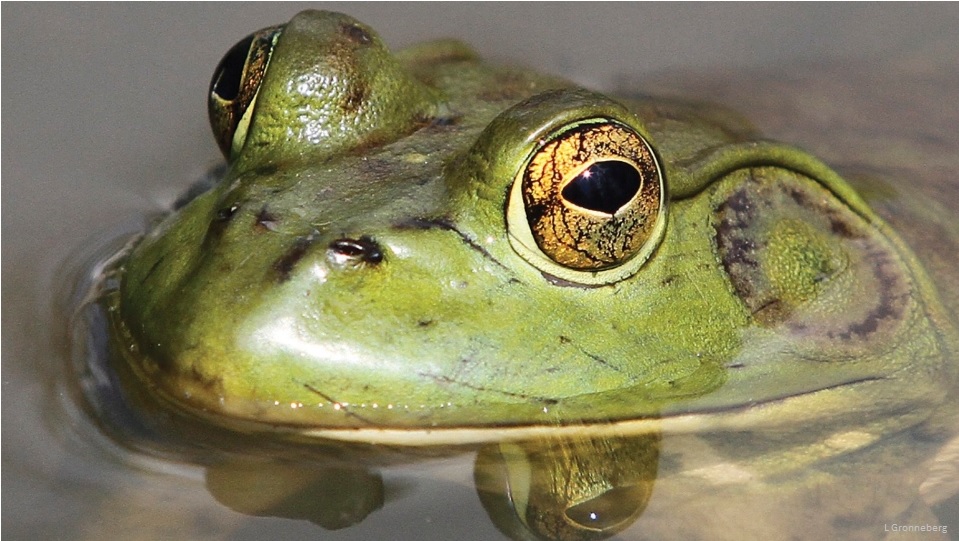 Bullfrog (L. Gronneberg)