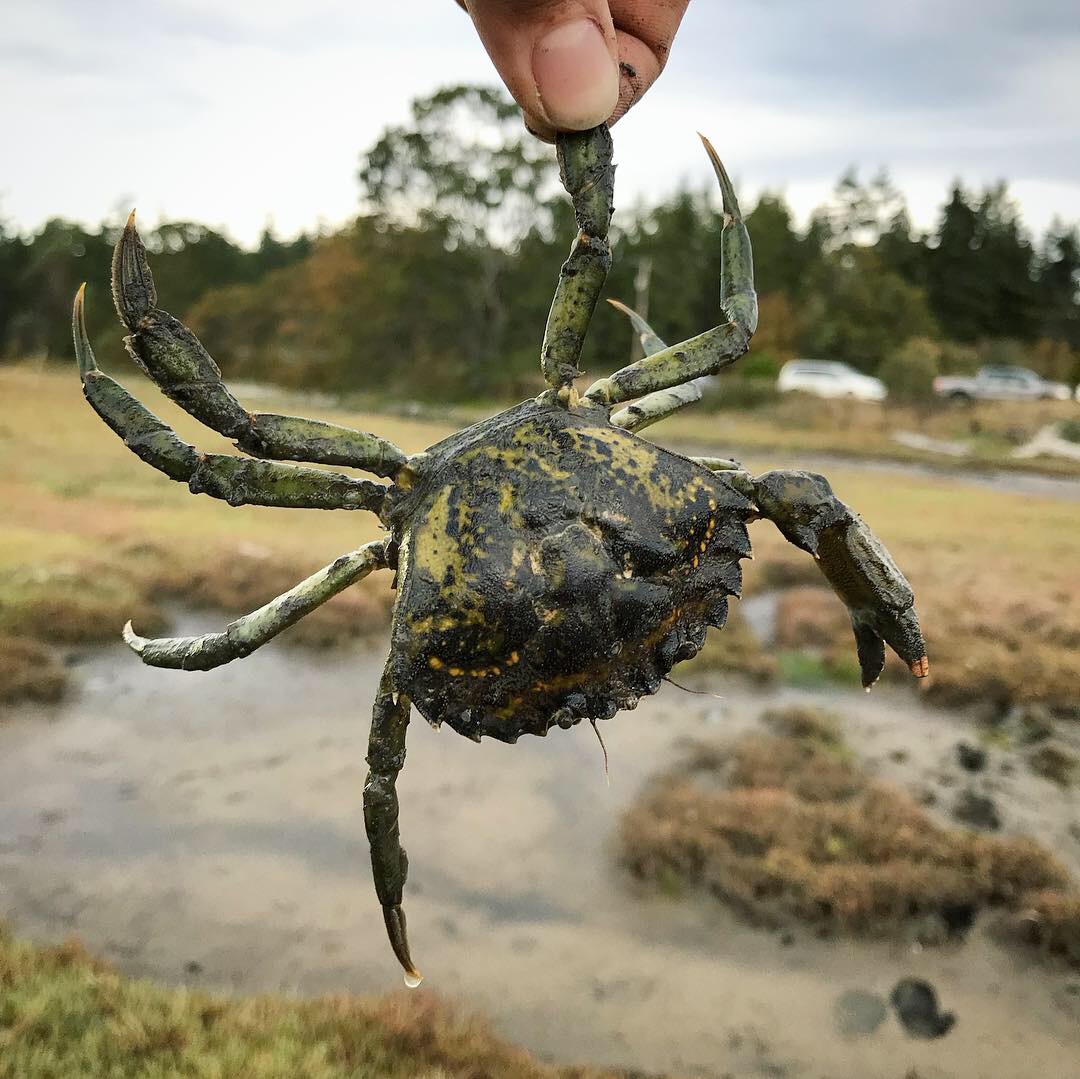 EuropeanGreenCrab-WDFW-1 (photo by Washington Invasive Species Council)