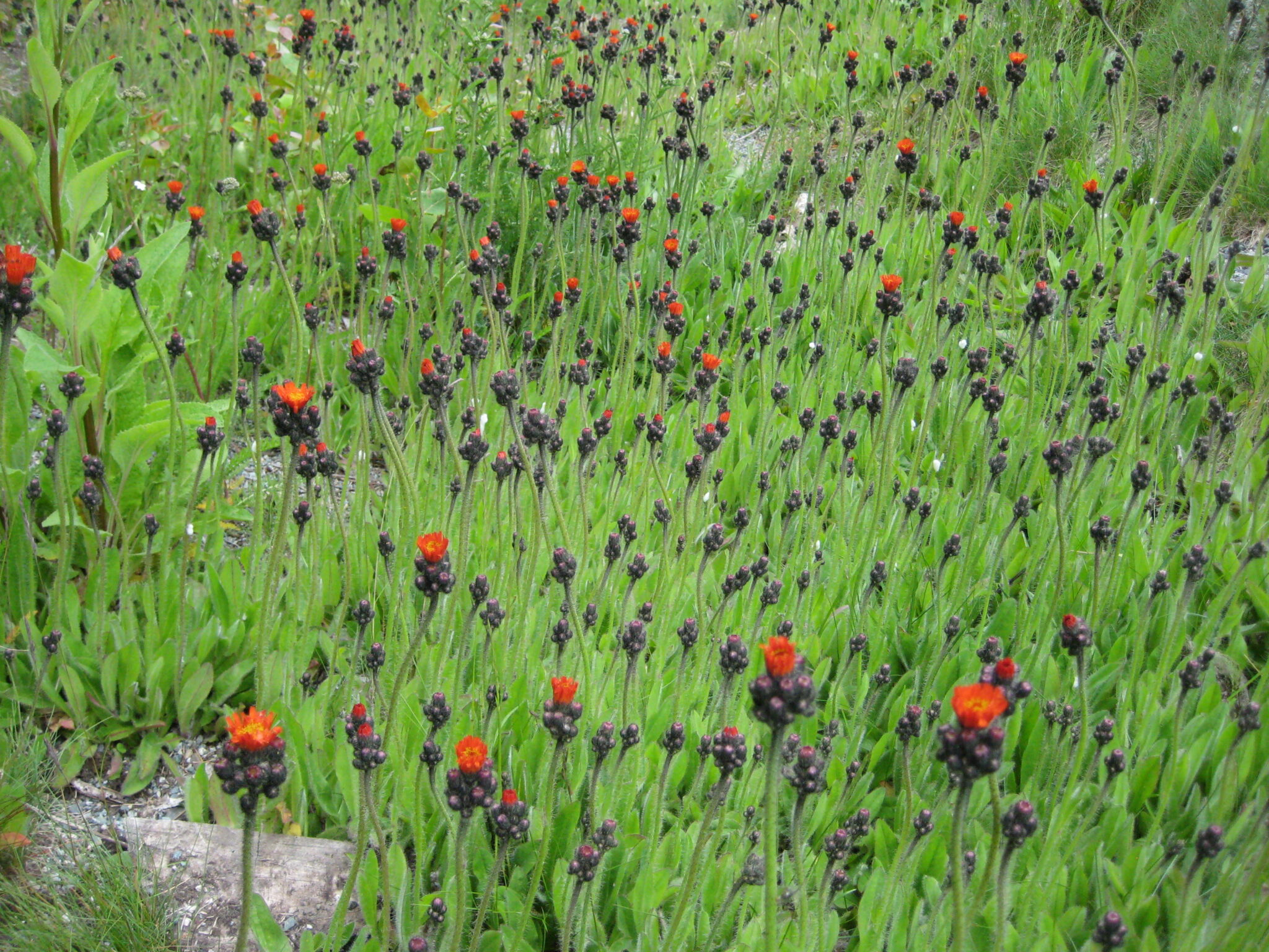 hieracium_aurantiacum_orange_hawkweed_plants_ssisc