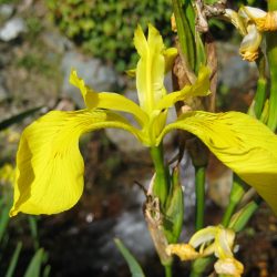 iris_pseudacorus_yellow_flag_iris_flowers_ssisc-250x250