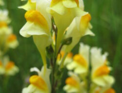 linaria_vulgaris_yellow_toadflax_flowers_ssisc