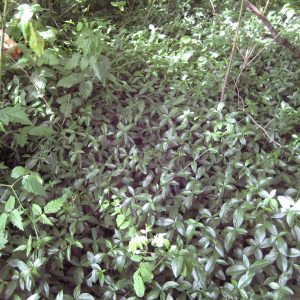 Vinca (Periwinkle) SSISC Vinca (Periwinkle) SSISC