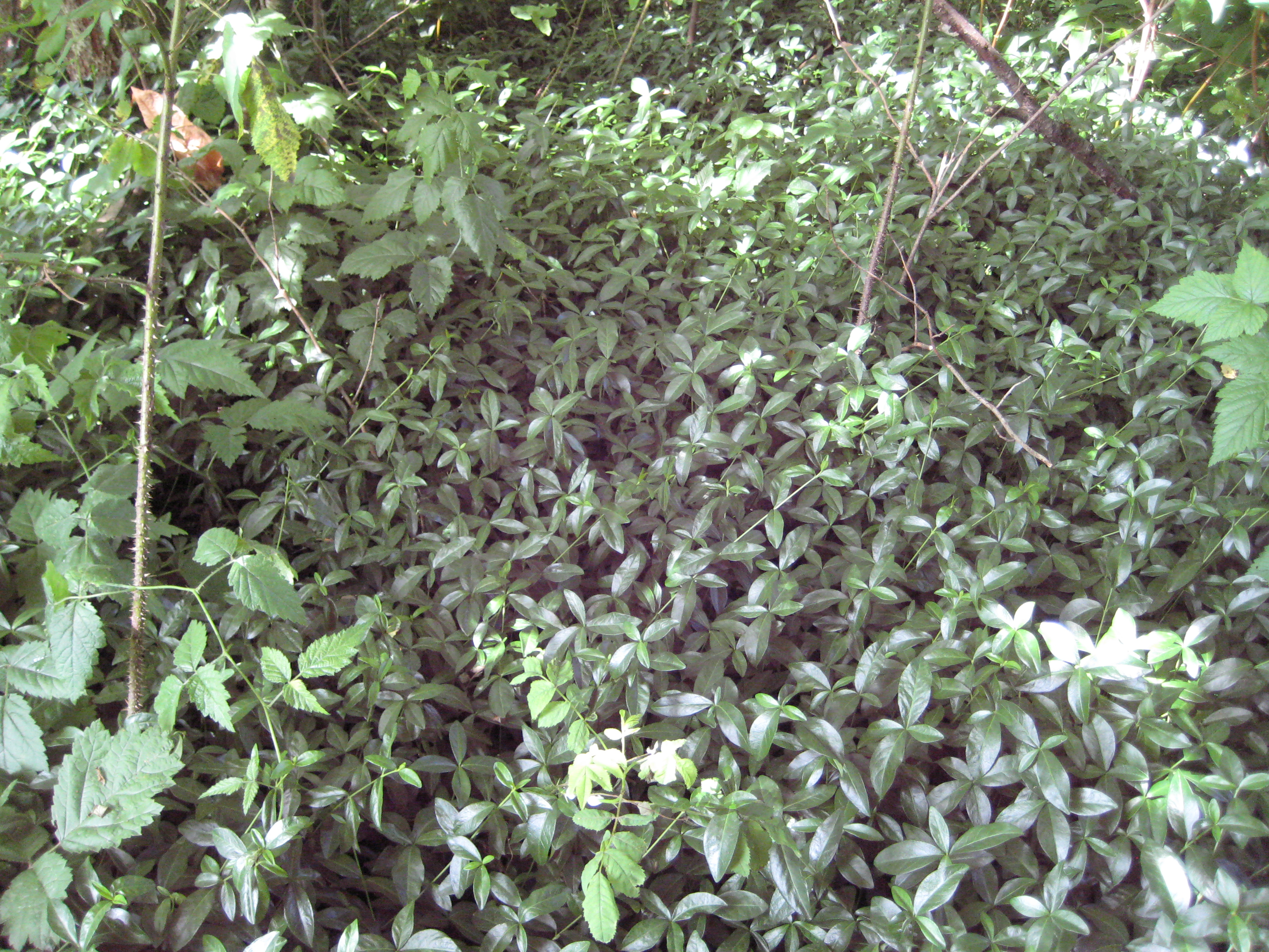 vinca_periwinkle_plants_ssisc