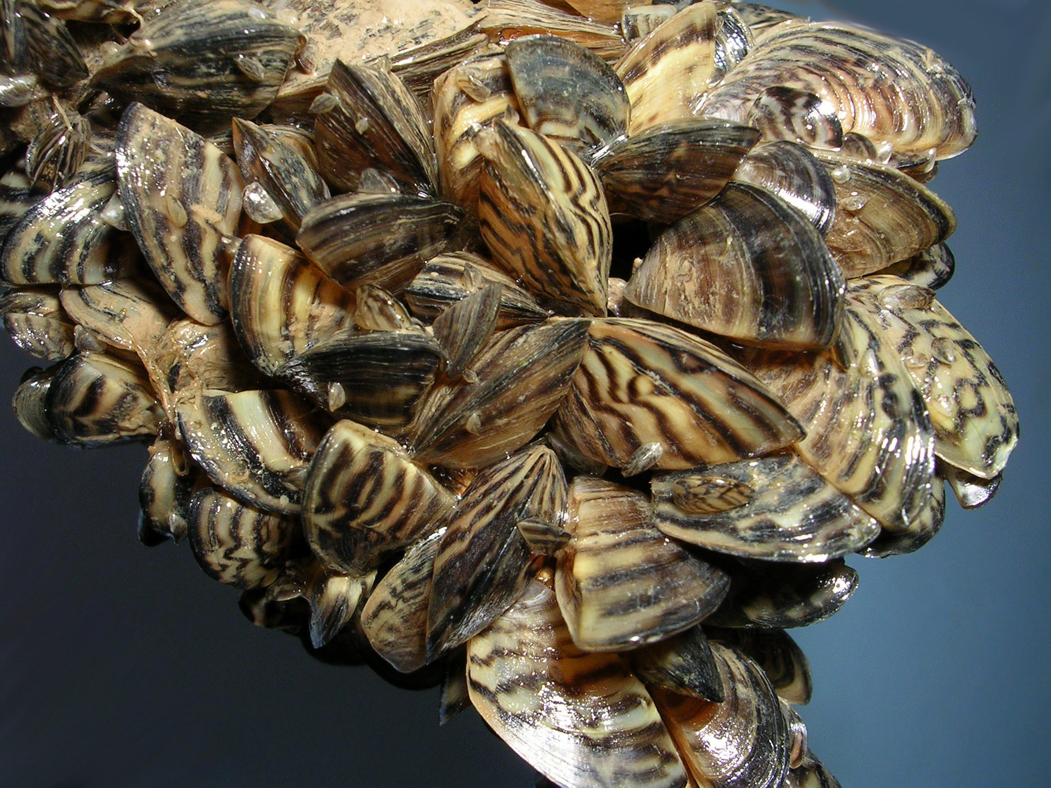 zebra mussels Photo credit U.S. Fish & Wildlife Service