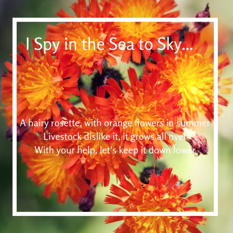 I Spy in the Sea to Sky…