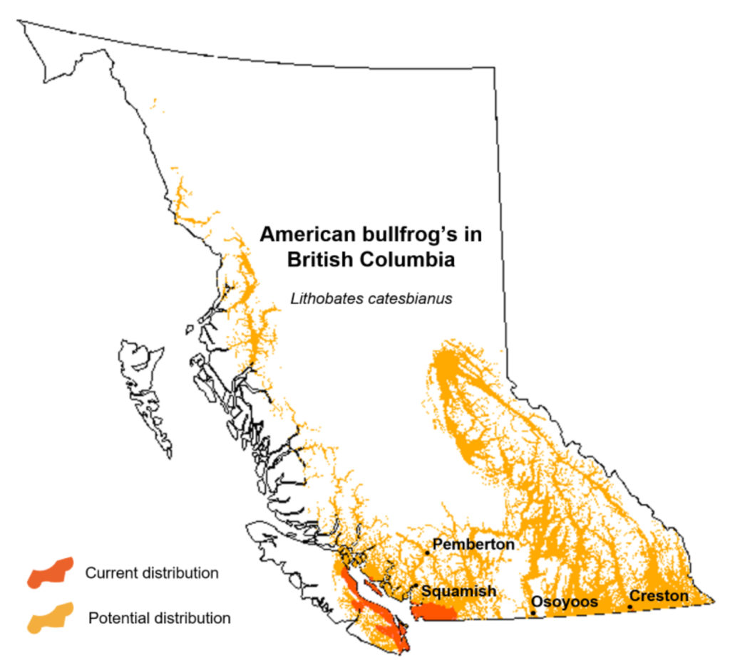 American Bullfrog SSISC