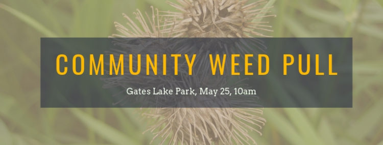 Gates Lake Weed Pull