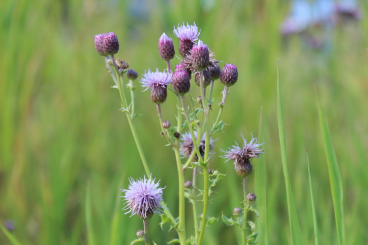 Weed of the Week – Canada Thistle