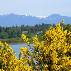 Scotch Broom Scotch broom
