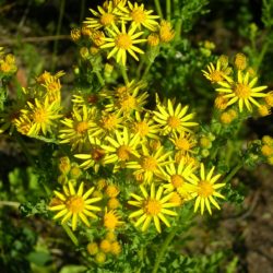 10.-Tansy-ragwort-flower-L.-Scott-250x250