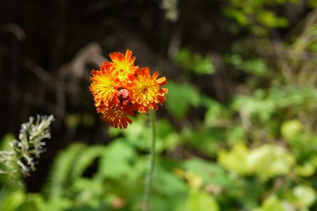 OrangeHawkweed_BreanneJohnson_20151-449x300