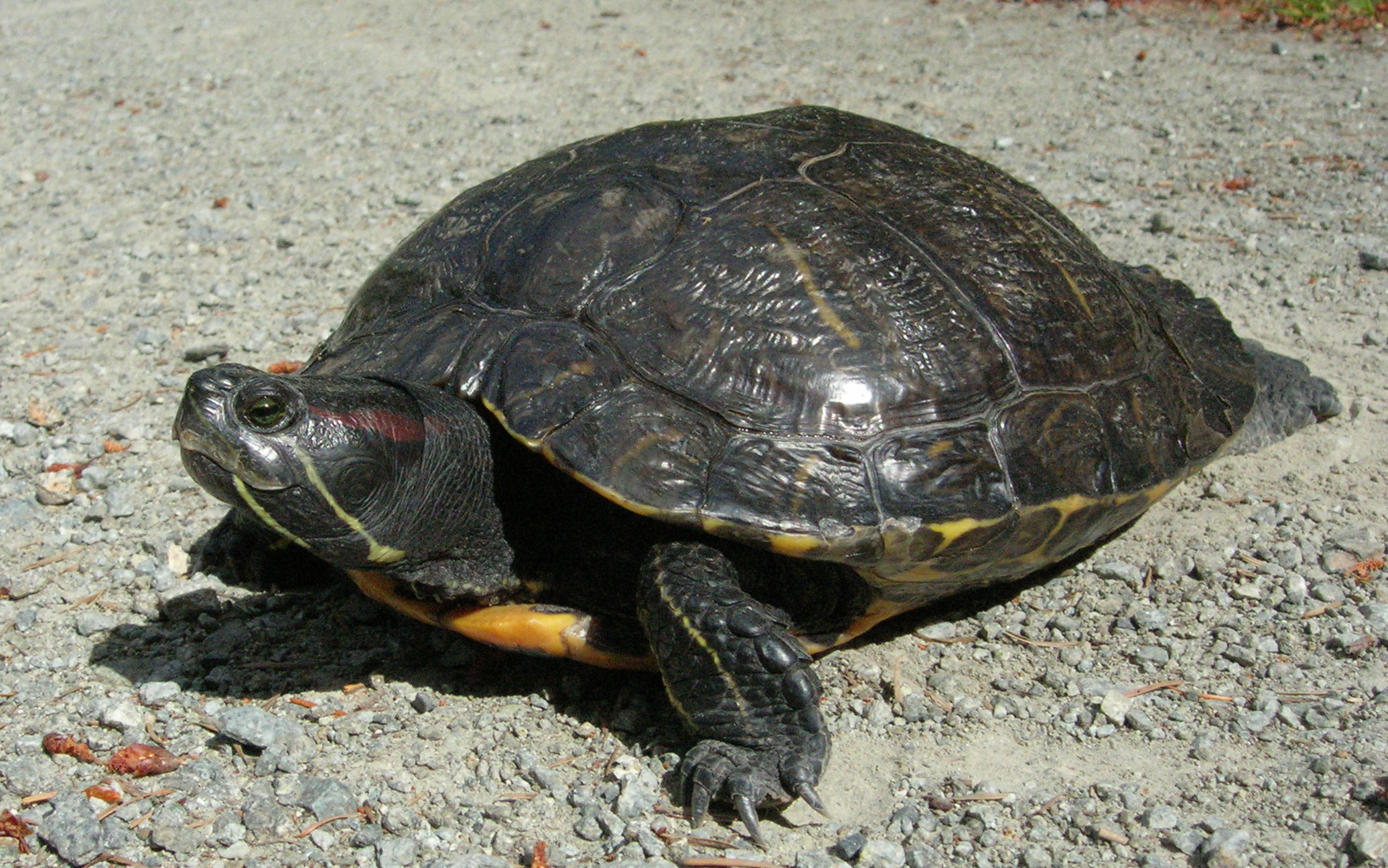 RST_KristiinaOvaska_Efauna