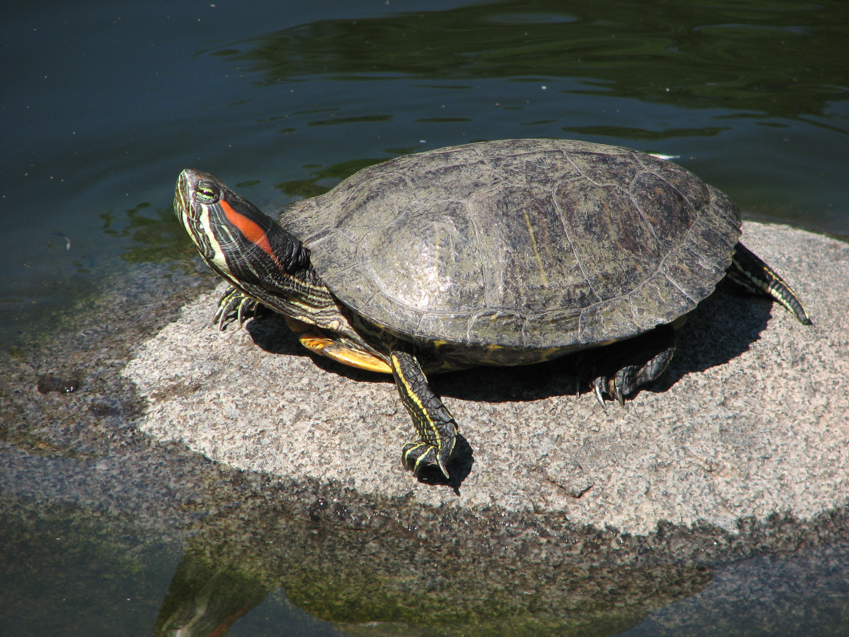 Red-Eared Slider Turtle (Rosemary Taylor)