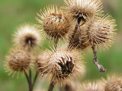 common_burdock_seed1-400x300