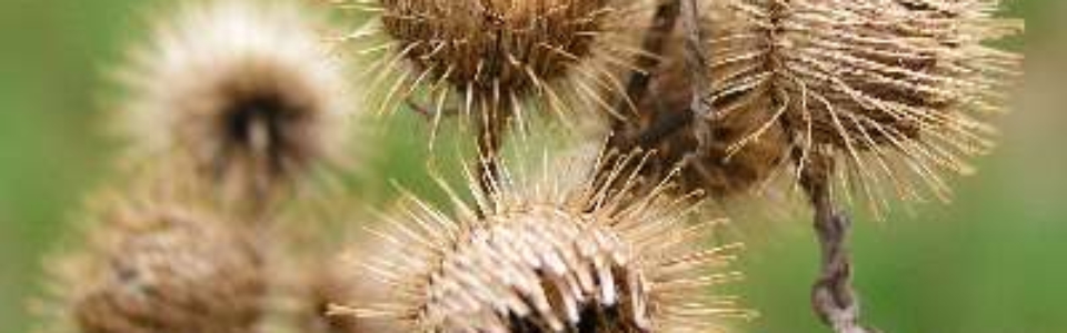 Common Burdock (SSISC)