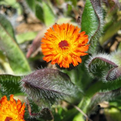 Orange Hawkweed