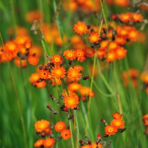 Orange Hawkweed