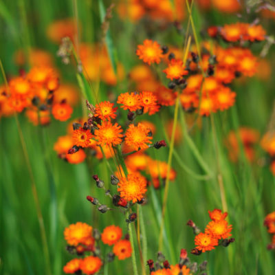 Orange Hawkweed