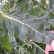 Black Henbane leaf close-up 2 (photo credit: Mary Ellen (Mel) Harte, Bugwood.org)