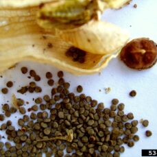 Black Henbane seeds (photo credit: Jan Samanek, State Phytosanitary Administration, Bugwood.org)