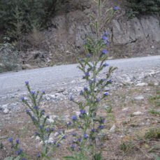 Blueweed (SSISC)