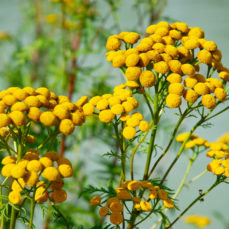 Common Tansy (D. Steers)