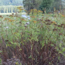 Common Tansy Infestation