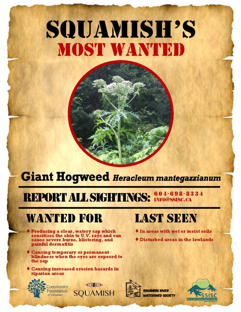 Squamish s Most Wanted-Individual-Giant Hogweed-page-001