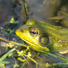 American Bullfrog (photo credit: J. Swiatek)