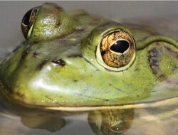 Bullfrog-L.-Gronneberg
