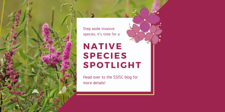 Native Species Spotlight