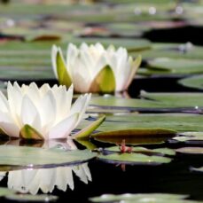 Fragrant Water Lily (image from Canva) 3