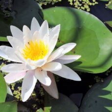 Fragrant Water Lily (image from Canva)