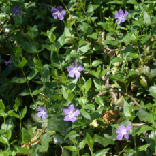 Mat of glossy leaves and purple, pin-wheeled flowers