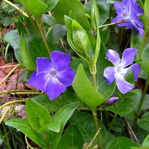 Periwinkle foliage and flowers (photo credit: J. Fenneman) Photo credit: J. Fenneman
