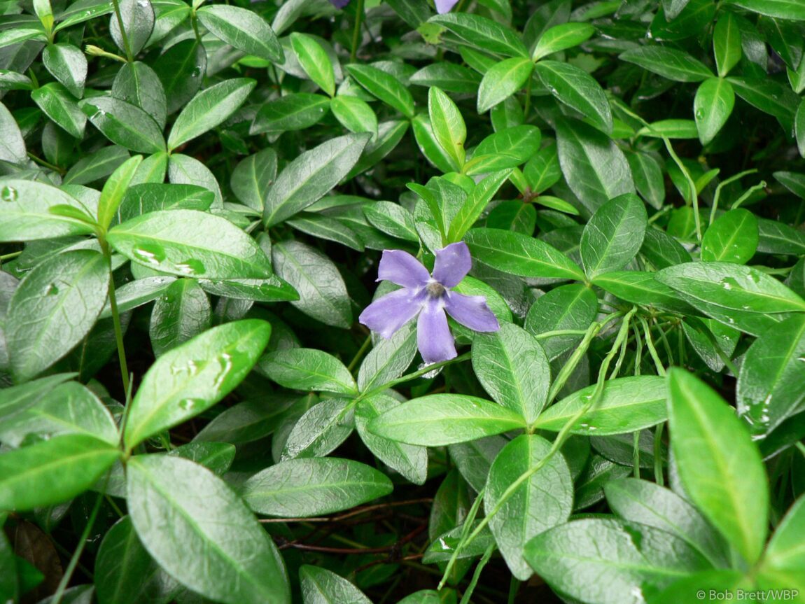 WBP4-Benchlands-08-Vinca-minor-Gables-riverside-2005-06-08P0124-for-SSISC.jpg