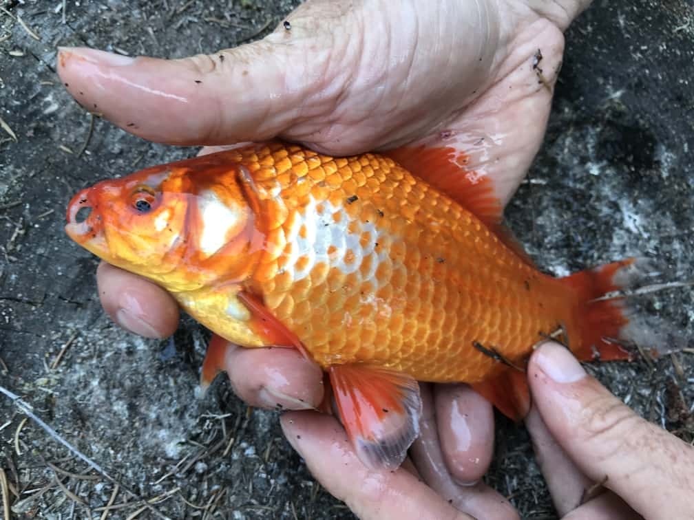 Goldfish at Pinecrest Lake