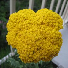 Fernleaf Yarrow yellow flowers close up